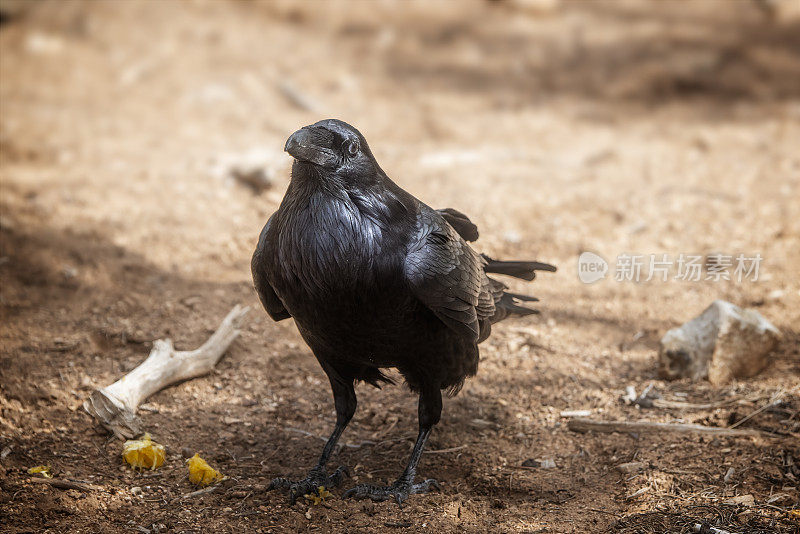 美洲乌鸦（Corvus brachyrhynchos）